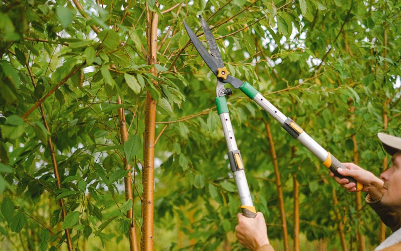 Tree trimming in Wartrace, TN